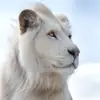 Profile picture: Wildlife 🐅