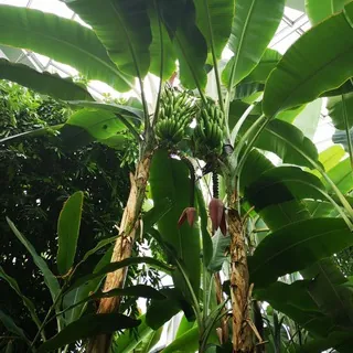 🌴 Pflanzenfreunde 🌱🌿 Gießen - Gruppe Telegram